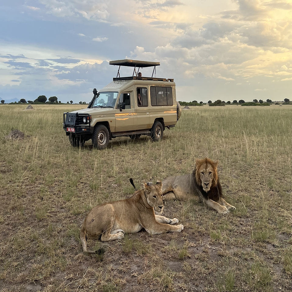 Wildlife Safaris